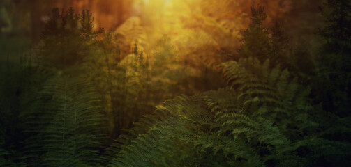 Dark fern in forest 