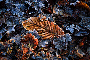 Autumn leaves in the snow