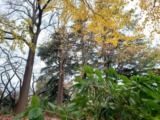 autumn trees in the forest in Japan