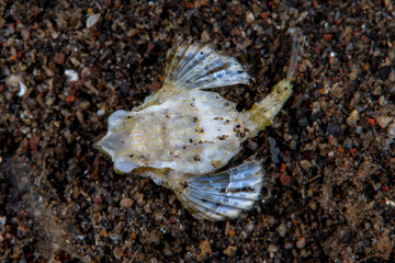 Dragon seamouth - Eurypegasus draconis. Underwater world of Tulamben, Bali, Indonesia.