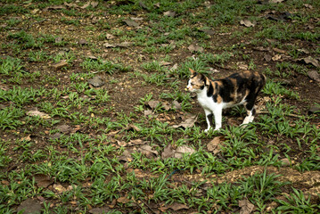 A cat walking on a grass looking for something.