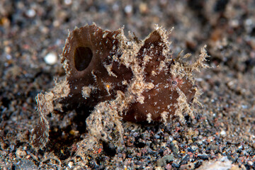 Ocellated Frogfish - Nudiantennarius subteres. Underwater world of Tulamben, Bali, Indonesia. 