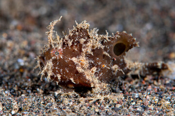 Ocellated Frogfish - Nudiantennarius subteres. Underwater world of Tulamben, Bali, Indonesia. 