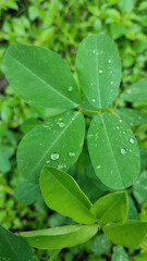 Peanut Leaves Water Drops On It