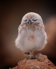 Cute little baby owl with closed eyes on a rock in the wilderness on a blurred brown background