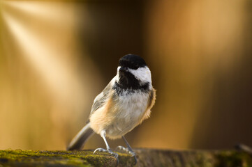 black capped chickadee