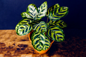 Peacock plant calathea makoyana potted indoor houseplant on table with black background