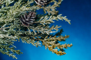 Winter frost evergreen fir tree branch with pinecone and a holiday blue background for Christmas and Yule
