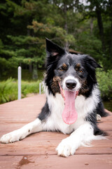 border collie dog