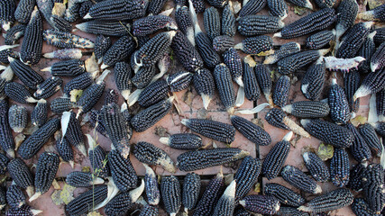 Grupo de mazorcas de maíz negro recién cosechadas. 