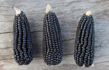 Mazorcas de maíz negro, una variedad de maíz que crece en México. 