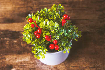 Red holly berries potted plant Christmas holiday decoration top view
