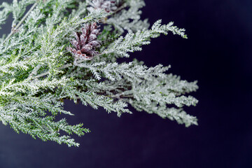 Winter evergreen tree branch with pinecones and frost macro for Christmas and holiday season decorations