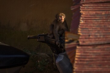 Fototapeta na wymiar This image shows a wild and playful baby macaque monkey sitting on a motorcycle scooter vehicle.