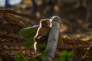 This image shows a young macaque monkey sitting next to a manmade pipe with autumn foliage in the...
