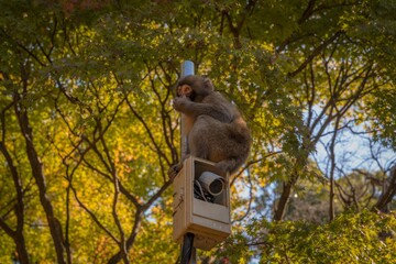This image shows a young macaque monkey sitting on a security camera pole with autumn foliage in...