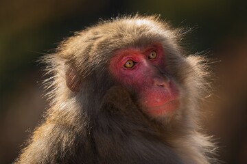 This portrait photograph captures the beauty of a young macaque monkey looking into the distance as soft afternoon sun rays illuminate it's fur.