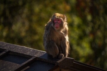 This photograph shows a young macaque monkey sitting on the edge of a traditional style edo roof with green foliage in the background. 