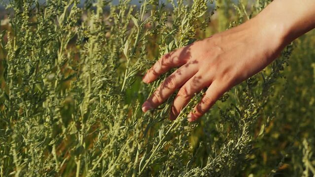Slow-motion close-up of female fingers touches the green flowers sagebrush, hand runs on uncultivated grasses wild meadow, beauty in nature