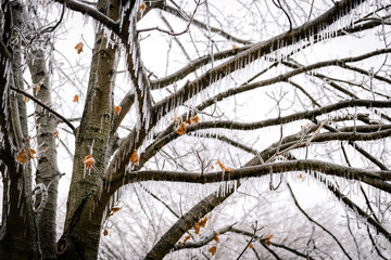 Winter Nature Ice Storm
