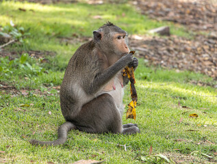 Macaque monkey eating banana in nature