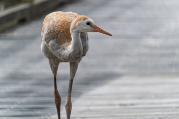 close up of a juvenile Sandhill Crane walking on the wooden walkway in the park - 548385309