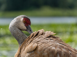 close up of a sandhill crane cleaning its feather with its beak - 548385347