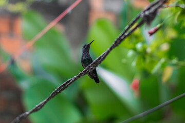 Colibrí