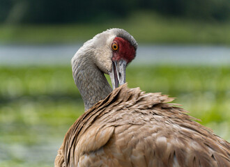 close up of a sandhill crane cleaning its feather with its beak - 548385357