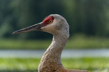 close up headshot of a beautiful sandhill crane - 548385390