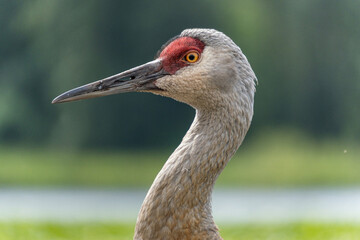 close up portrait of a beautiful sandhill crane  - 548385396