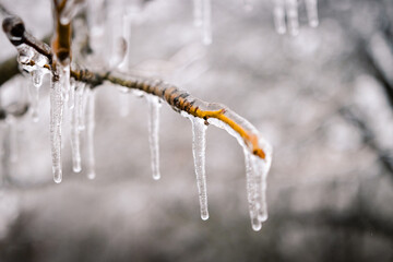 Winter Nature Ice Storm