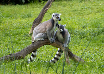 A family of Ring-Tailed lemurs (Lemur catta) on a meadow
