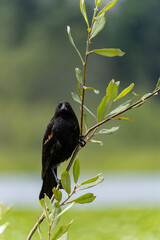 close up of a beautiful black bird resting on a thin branch in the park with blurry green background