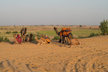 Dromedary, dromedary camel, Arabian camel, or one-humped camels are used for camel riding,...