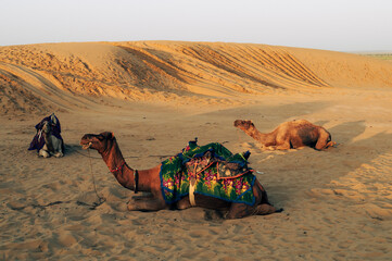 Thar desert, Rajasthan, India. Dromedary, dromedary camels, Arabian camels, or one-humped camels...