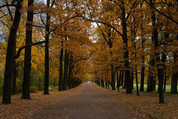 View of the Ramp alley strewn with fallen leaves in the Catherine Park of Tsarskoye Selo on an autumn day, Pushkin, St. Petersburg, Russia