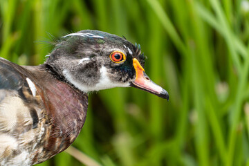 close up portrait of a colorful male wood duck in front of green grasses - 548385943