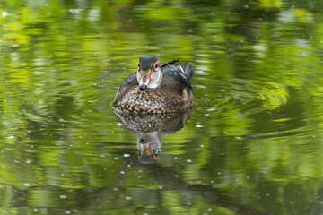 close up of a male wood duck swimming in the pond with green foliag reflection on the water surface