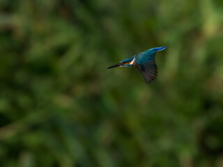Common Kingfisher in flight diving on green background