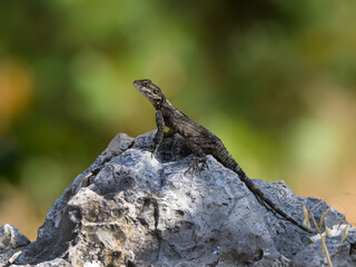 Naklejka na ściany i meble Roughtail Rock Agama Lizard Sunbathing on the Rock against Green Background