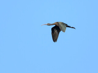 Glossy Ibis flying against blue sky