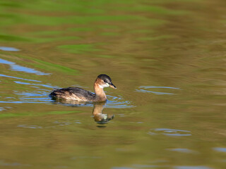 Little Grebe swimming in green orange water