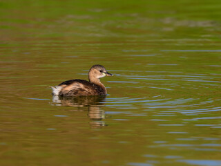 Little Grebe swimming in green orange water