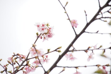河津桜