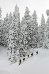 A group of ski-tourists ski touring on a snowy slope under spruce trees covered with fresh snow, adrenaline adventures in the backcountry terrain