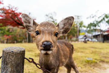 カメラに寄ってきた奈良公園の子鹿