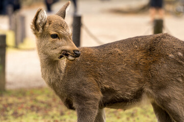 草を口にくわえている奈良公園の子鹿