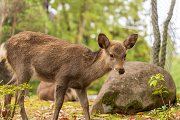 Naklejka na ściany i meble 奈良公園の子鹿