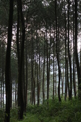 Fototapeta premium Pine forest with portrait angle for nature background